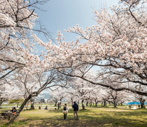 日本奈良公园的樱花